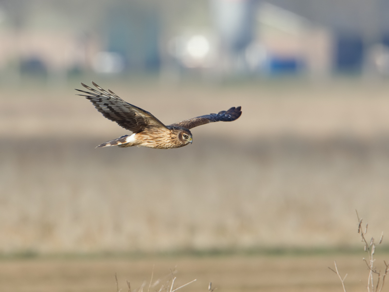 Circus cyaneus Hen Harrier Blauwe Kiekendief